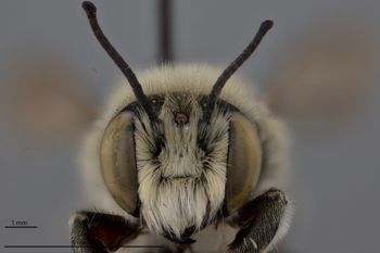 Media type: image;   Entomology 788784 Aspect: head frontal view